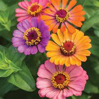 Single Petal Zinnia Mix Flower Seeds for Planting for planting in home garden